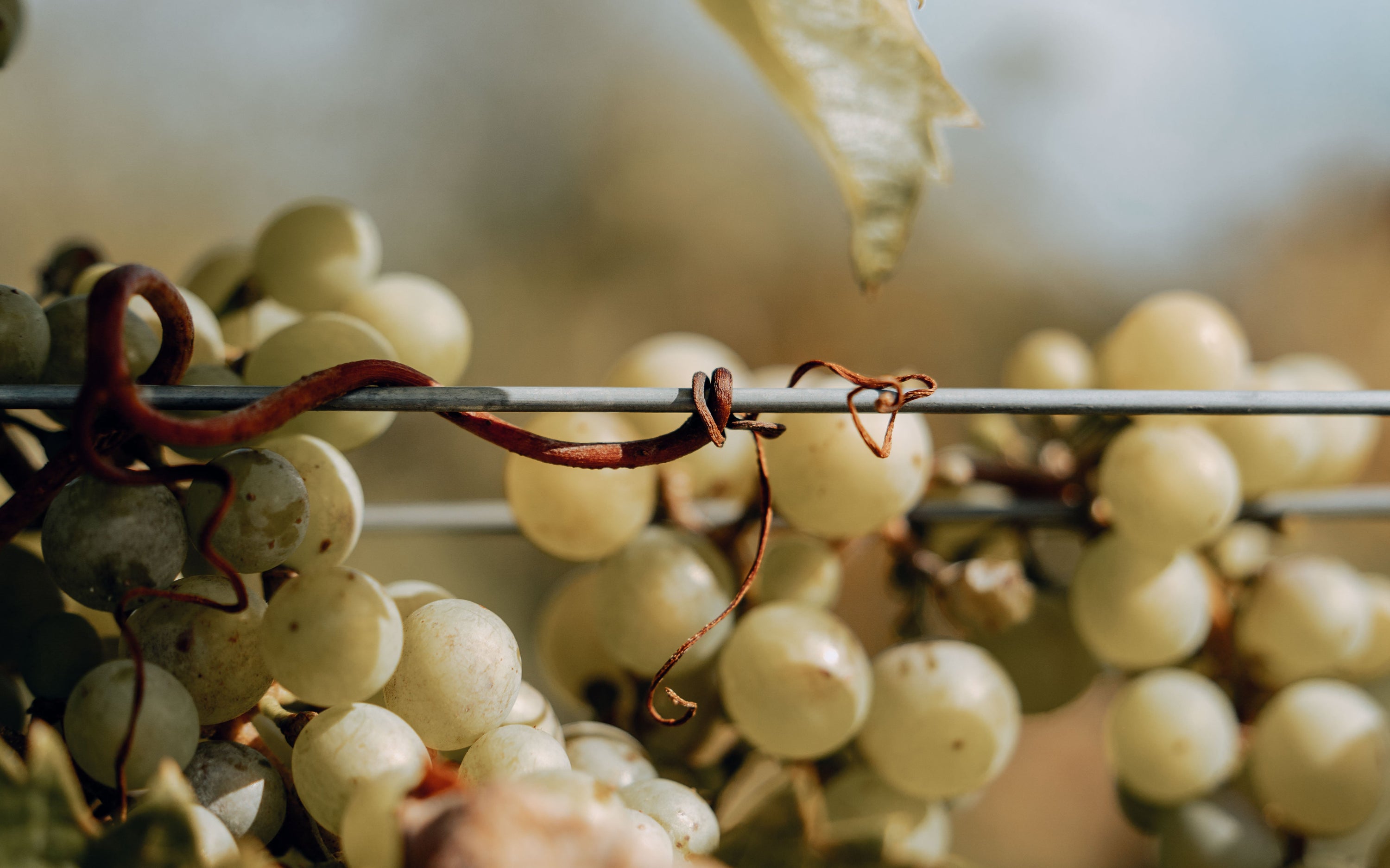 Harvest Notes 2026