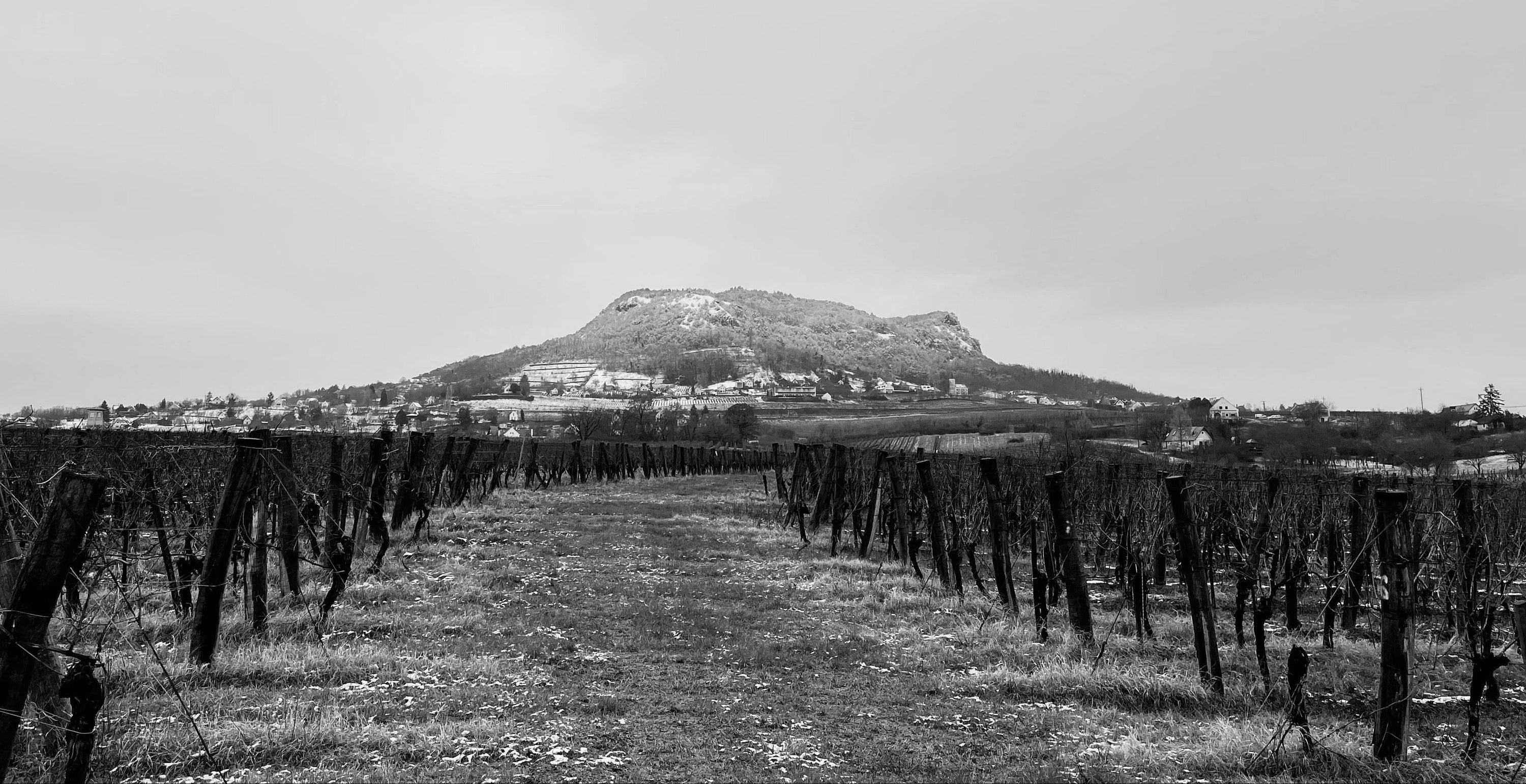 Vineyard with a mountain in the background under a cloudy sky